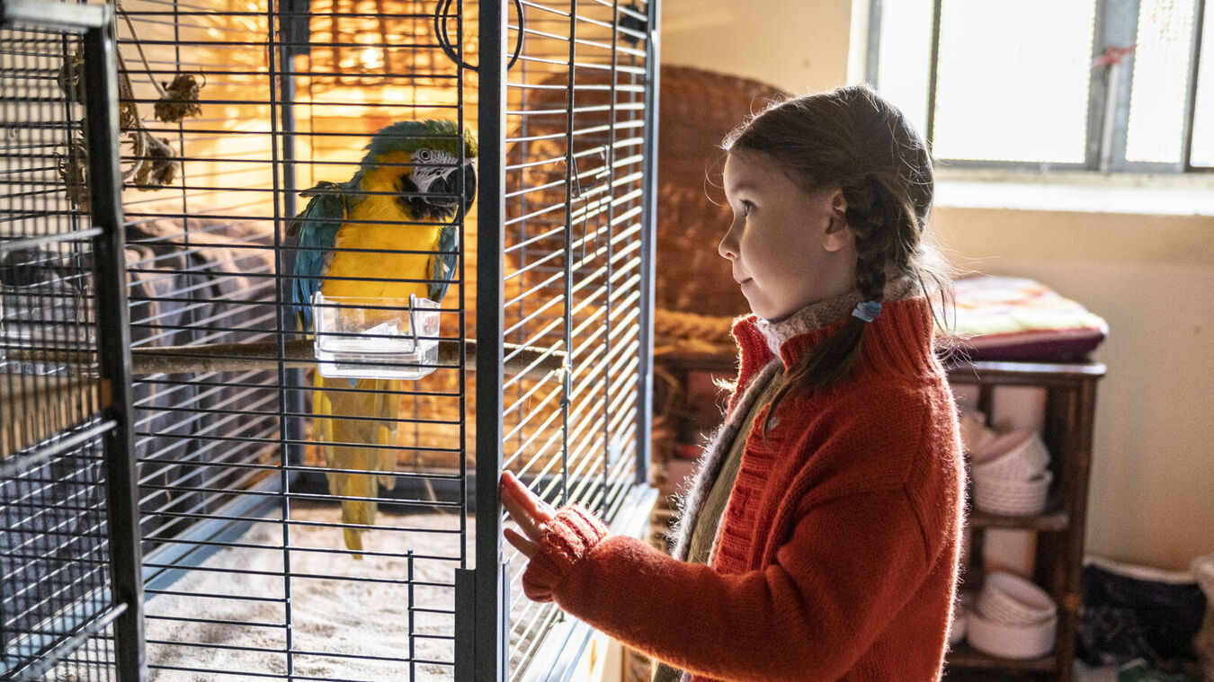 Kommt ein Vogel geflogen