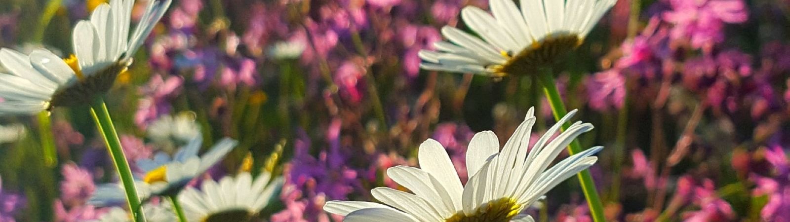 Ostern in den Passage Kinos