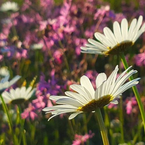 Ostern in den Passage Kinos