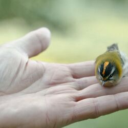 Special „EinBLICK": WATCHING PEOPLE WATCHING BIRDS